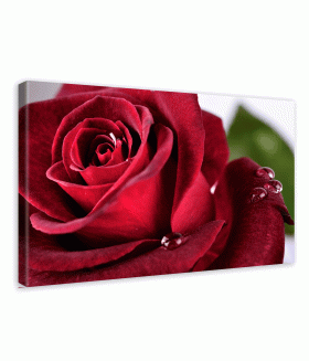 Tablou canvas Beautiful red rose