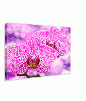 Tablou canvas Closeup orhid
