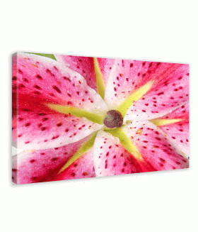 Tablou canvas Closeup pink lily