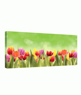 Tablou canvas Tulips field