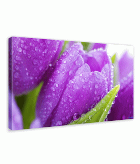 Tablou canvas Violet tulip