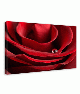 Tablou canvas Water drop on rose