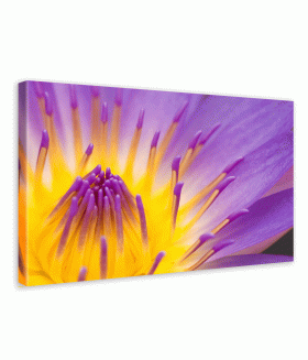 Tablou canvas Lotus macro