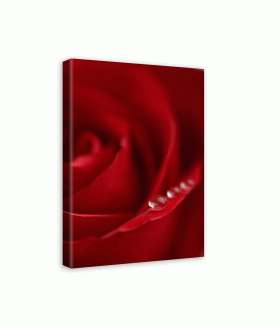 Tablou canvas Macro red rose