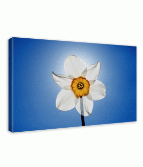 Tablou canvas Narcis flower