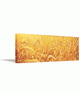Tablou canvas Wheat field natural