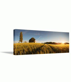 Tablou canvas Sunset over wheat field panorama