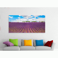 Tablou canvas Panoramic view of Lavender field