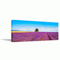 Tablou canvas Lavender flowers France